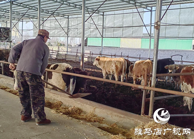 泌陽縣郭集鎮(zhèn)楊樹崗村：牛產業(yè)讓群眾過上“?！比兆? width=