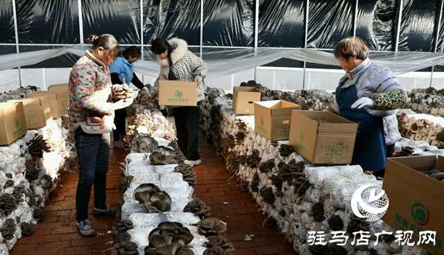 正陽縣熊寨鎮(zhèn)毛集村：菌菇撐起“增收傘” 鄉(xiāng)村綻放“幸?；ā? width=