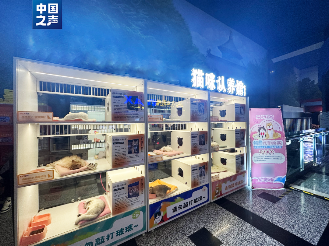 警惕！“免費領養(yǎng)”背后暗藏“貓貸”套路