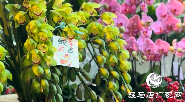 新春佳節(jié)即將到來，綠植花卉成為節(jié)日新寵