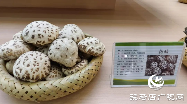 公交直達(dá)！泌陽(yáng)縣花菇博物館開啟奇妙之旅