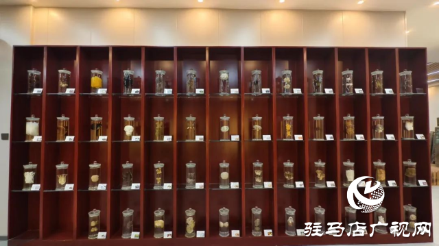 公交直達(dá)！泌陽(yáng)縣花菇博物館開啟奇妙之旅