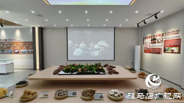 公交直達(dá)！泌陽(yáng)縣花菇博物館開啟奇妙之旅