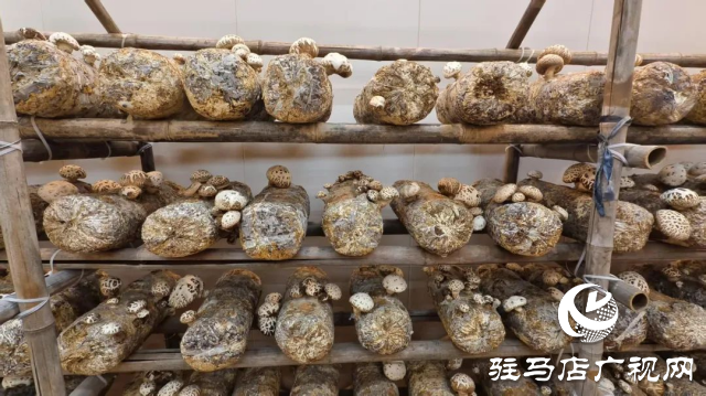 公交直達(dá)！泌陽(yáng)縣花菇博物館開啟奇妙之旅