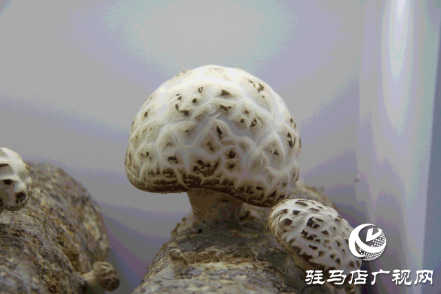明日正式開(kāi)幕！2025泌陽(yáng)花菇國(guó)際產(chǎn)業(yè)創(chuàng)新大會(huì)