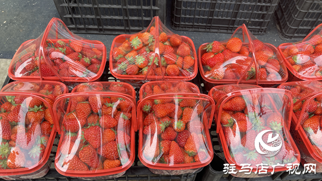 駐馬店：草莓價格回落 消費者實現(xiàn)&ldquo;草莓自由&rdquo;