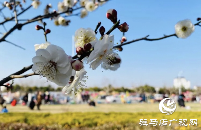 泌陽縣：邂逅“梅”好時光