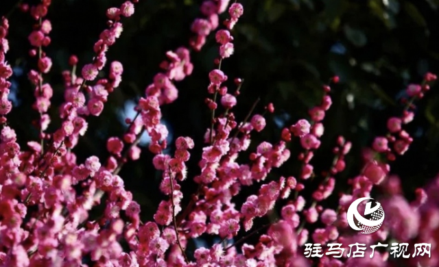 泌陽縣：邂逅“梅”好時光