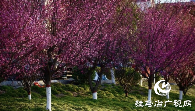 泌陽縣：邂逅“梅”好時光