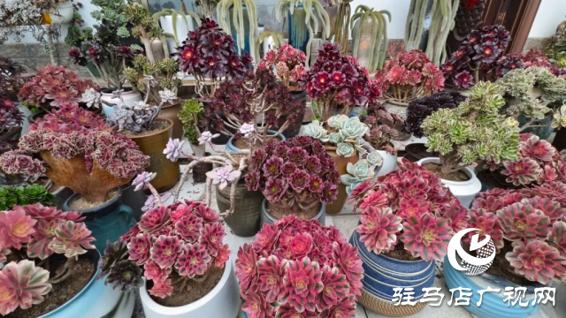 泌陽(yáng)王店鎮(zhèn)高樓村：百畝梅花繪就生態(tài)文旅新畫(huà)卷