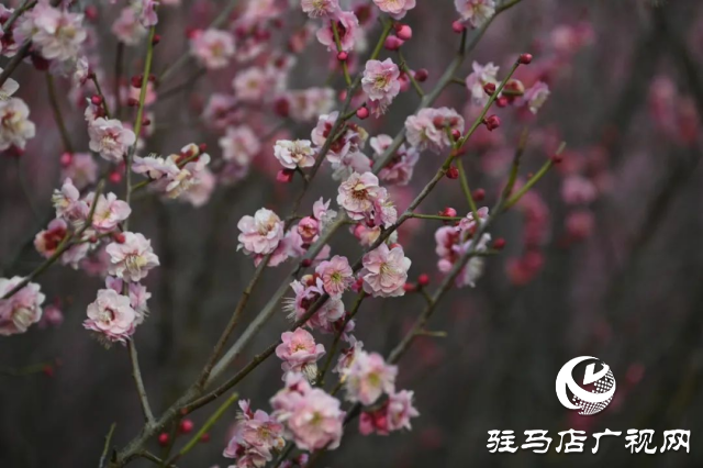 泌陽(yáng)王店鎮(zhèn)高樓村：百畝梅花繪就生態(tài)文旅新畫(huà)卷