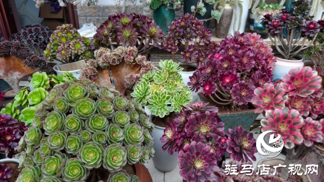 泌陽(yáng)王店鎮(zhèn)高樓村：百畝梅花繪就生態(tài)文旅新畫(huà)卷