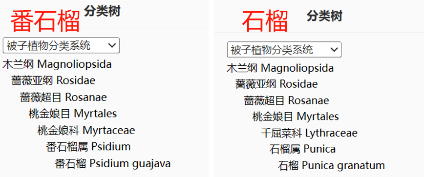 這種水果維C比蘋果高21倍，春天吃正好！