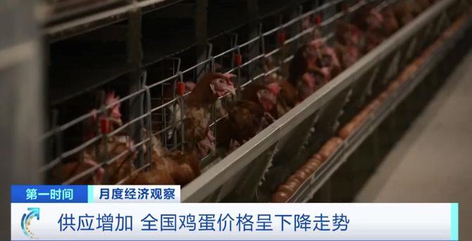 需求減少、供應(yīng)增加 全國(guó)雞蛋價(jià)格呈下降走勢(shì)