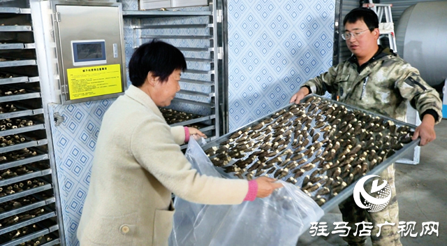 正陽(yáng)縣熊寨鎮(zhèn)王樓村：羊肚菌喜獲豐收 奏響鄉(xiāng)村振興奮進(jìn)曲