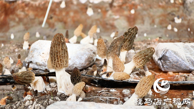 正陽(yáng)縣熊寨鎮(zhèn)王樓村：羊肚菌喜獲豐收 奏響鄉(xiāng)村振興奮進(jìn)曲