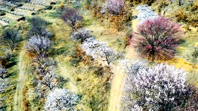 百畝繁花驚艷綻放