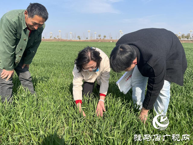 農氣專家田間把脈開方 護航小麥拔節(jié)孕穗