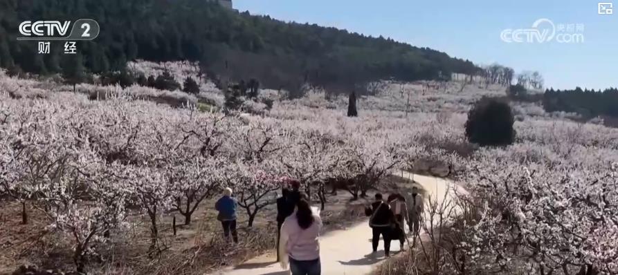 以“花”為媒、以“旅”促農(nóng) 勾勒鄉(xiāng)村振興新圖景