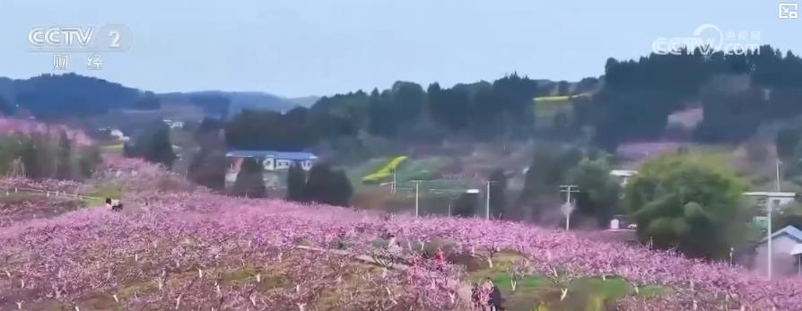 以“花”為媒、以“旅”促農(nóng) 勾勒鄉(xiāng)村振興新圖景