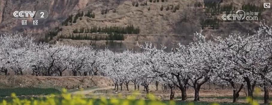以“花”為媒、以“旅”促農(nóng) 勾勒鄉(xiāng)村振興新圖景