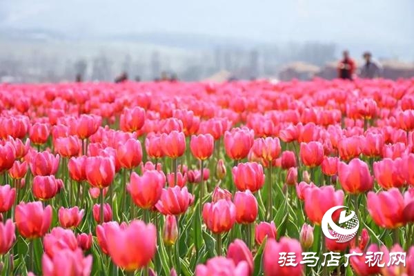 【邀您打卡】3月22日，嵖岈山郁金香園盛大啟幕