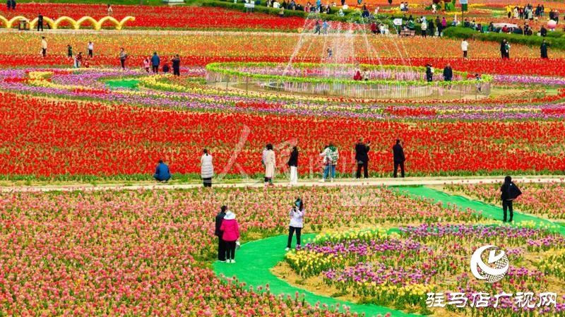 【邀您打卡】3月22日，嵖岈山郁金香園盛大啟幕
