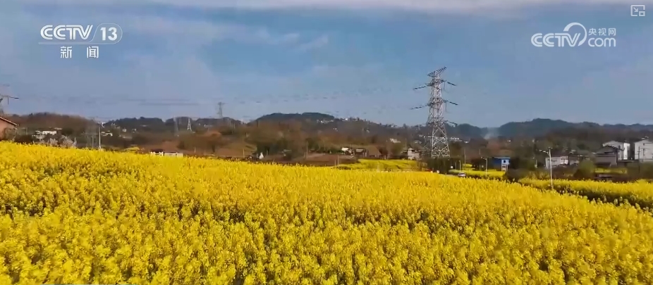 春賞花、夏榨油、秋收糧 “賞花+”扮“靚”經(jīng)濟(jì)新增長(zhǎng)點(diǎn)
