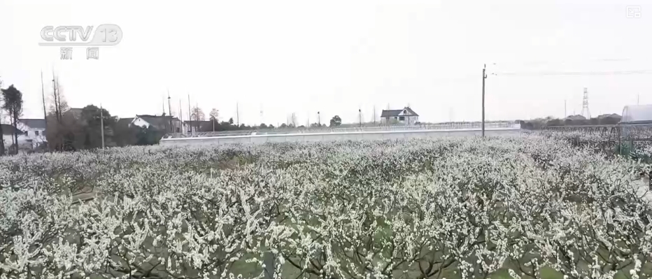 春賞花、夏榨油、秋收糧 “賞花+”扮“靚”經(jīng)濟(jì)新增長(zhǎng)點(diǎn)