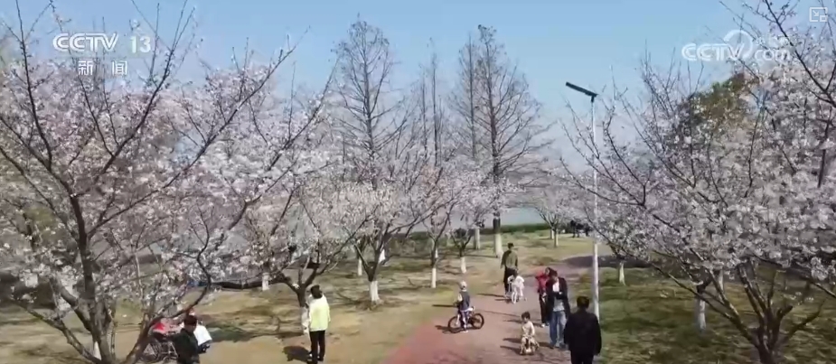 春賞花、夏榨油、秋收糧 “賞花+”扮“靚”經(jīng)濟(jì)新增長(zhǎng)點(diǎn)