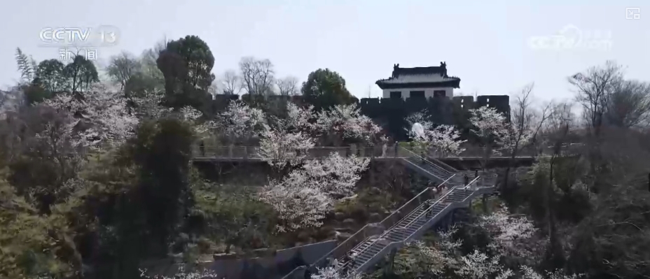 春賞花、夏榨油、秋收糧 “賞花+”扮“靚”經(jīng)濟(jì)新增長(zhǎng)點(diǎn)