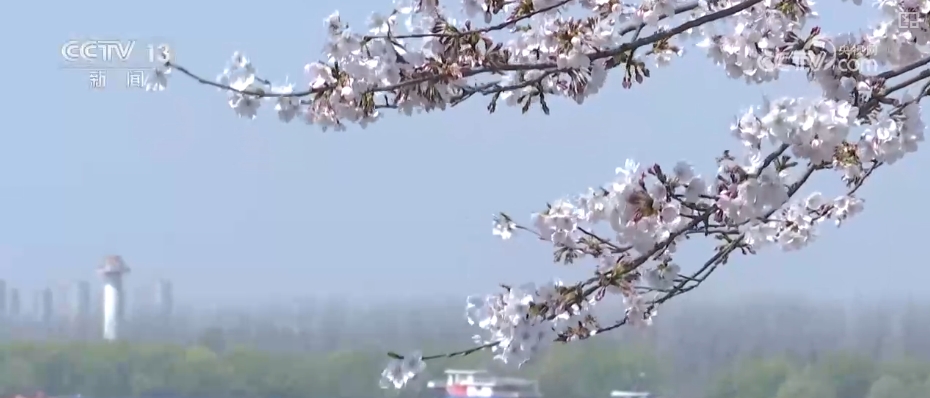 春賞花、夏榨油、秋收糧 “賞花+”扮“靚”經(jīng)濟(jì)新增長(zhǎng)點(diǎn)