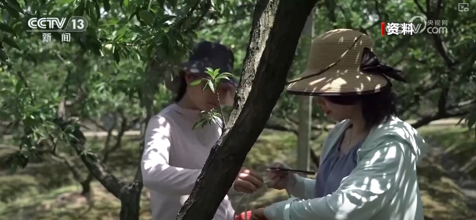 春賞花、夏榨油、秋收糧 “賞花+”扮“靚”經(jīng)濟(jì)新增長(zhǎng)點(diǎn)