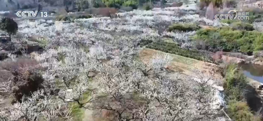 春賞花、夏榨油、秋收糧 “賞花+”扮“靚”經(jīng)濟(jì)新增長(zhǎng)點(diǎn)