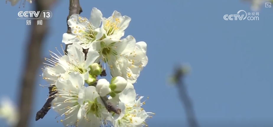 春賞花、夏榨油、秋收糧 “賞花+”扮“靚”經(jīng)濟(jì)新增長(zhǎng)點(diǎn)