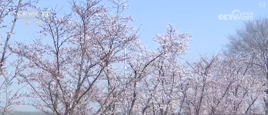 春賞花、夏榨油、秋收糧 “賞花+”扮“靚”經(jīng)濟(jì)新增長(zhǎng)點(diǎn)