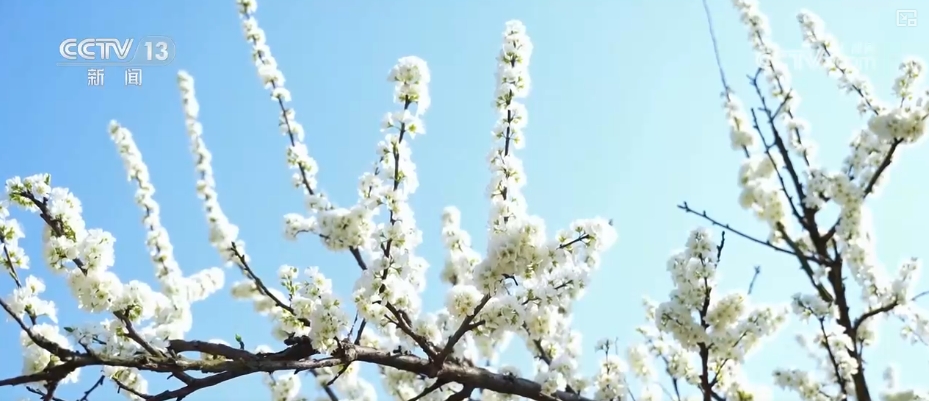 春賞花、夏榨油、秋收糧 “賞花+”扮“靚”經(jīng)濟(jì)新增長(zhǎng)點(diǎn)