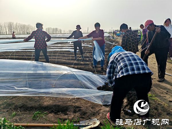  平輿萬(wàn)畝姜田繪就鄉(xiāng)村振興新圖景“姜”來(lái)可期譜新篇