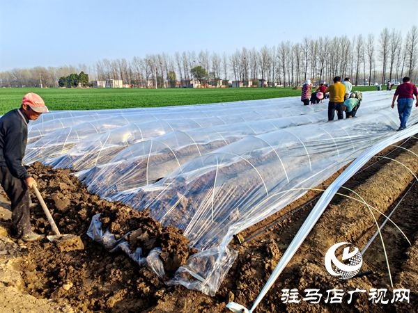  平輿萬(wàn)畝姜田繪就鄉(xiāng)村振興新圖景“姜”來(lái)可期譜新篇