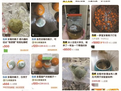 發(fā)霉橘子也能“賣出高價”，憑啥？