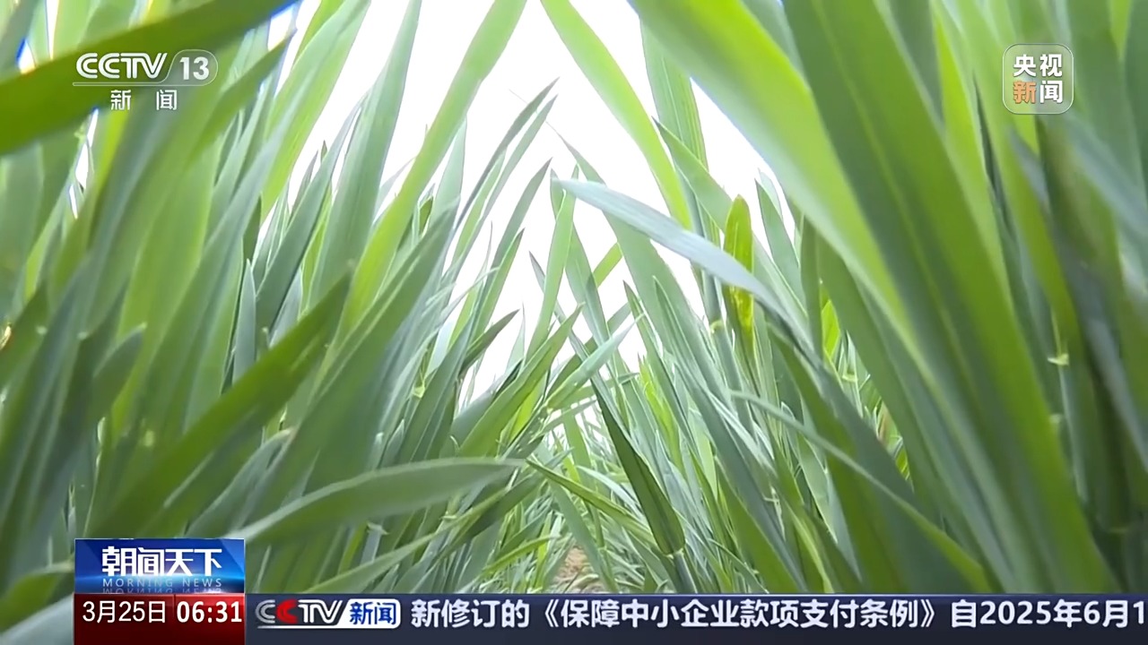 多地氣溫驟降超20℃ 這是“倒春寒”嗎？專家分析