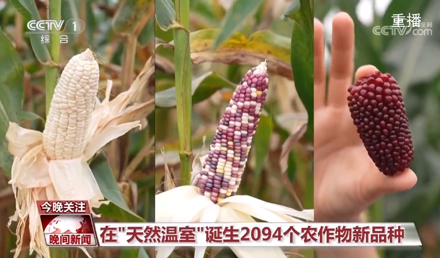 黑紫色玉米、棕色秋葵……你見(jiàn)過(guò)的、沒(méi)見(jiàn)過(guò)的瓜果蔬菜這都有！