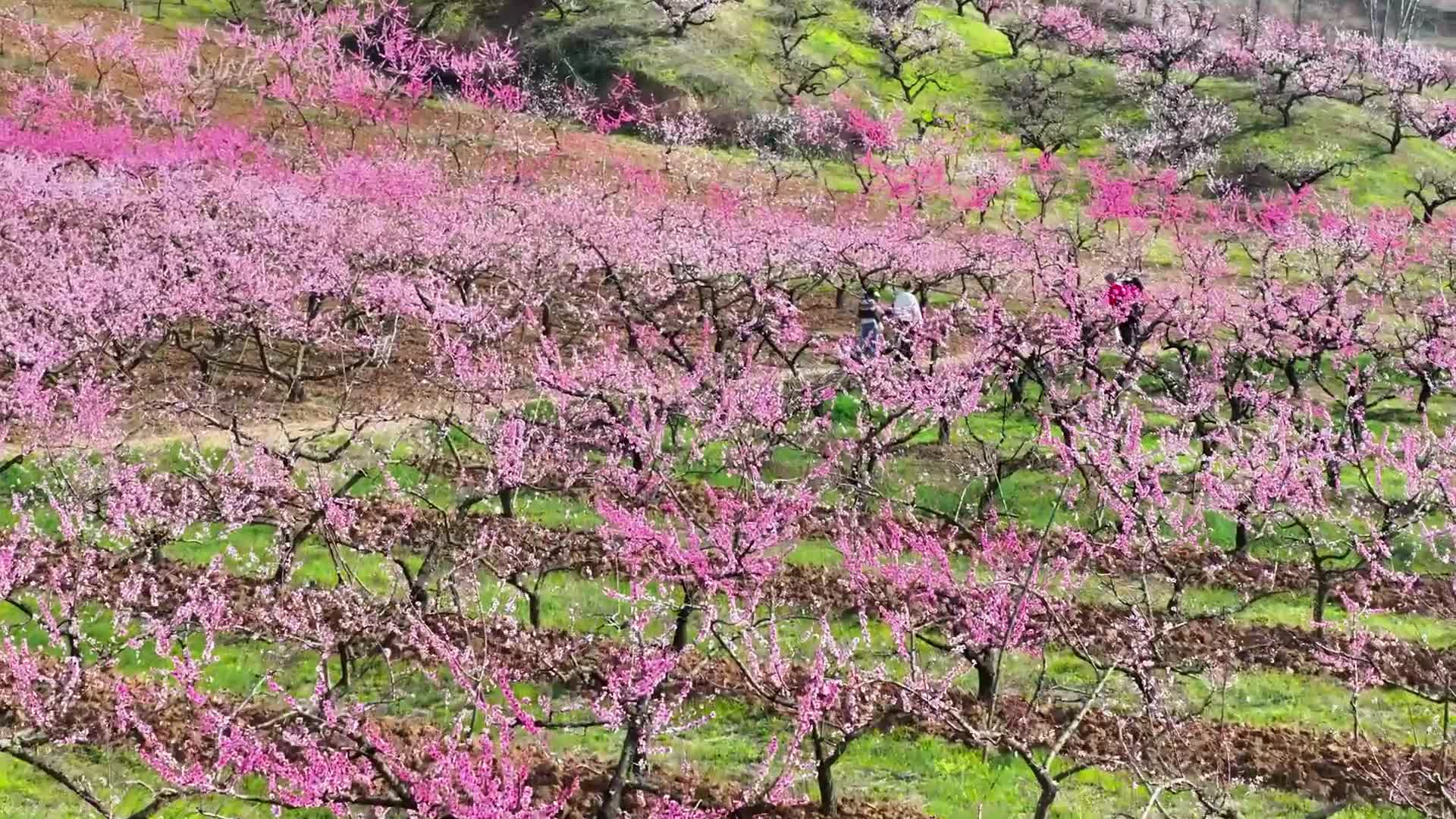 泌陽馬谷田萬畝桃花競相綻放