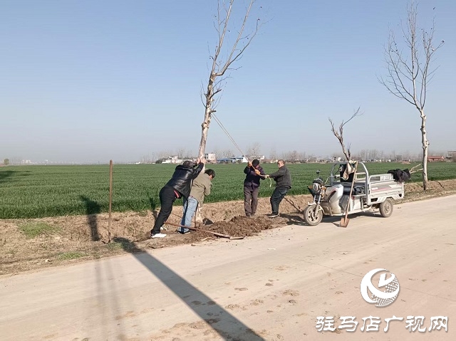  新蔡縣頓崗鄉(xiāng)：強(qiáng)化樹木管護(hù) 鞏固綠化成果