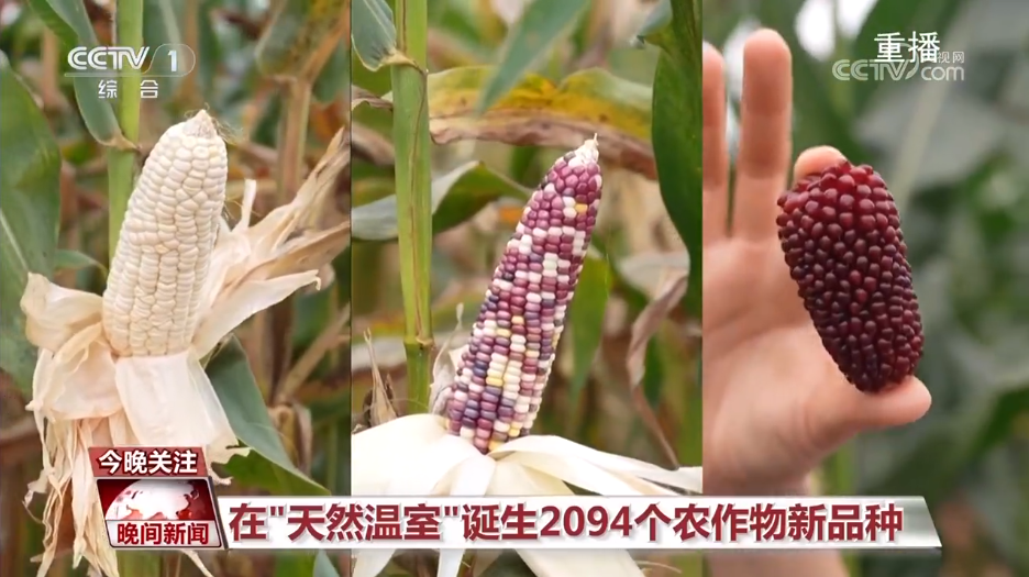 黑紫色玉米、棕色秋葵……你見過的、沒見過的瓜果蔬菜這都有！