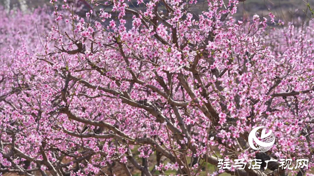 泌陽縣：融媒女主播邀您云游馬谷田 感受漫山遍野花海盛宴