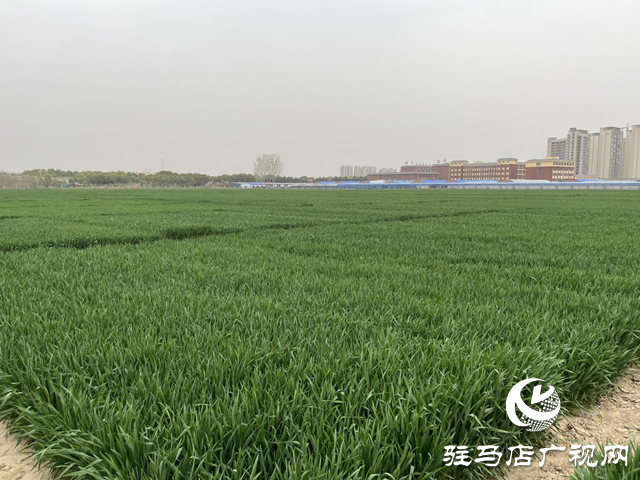 寒潮來(lái)襲小麥如何保暖？駐馬店農(nóng)科專(zhuān)家支招科學(xué)應(yīng)對(duì)