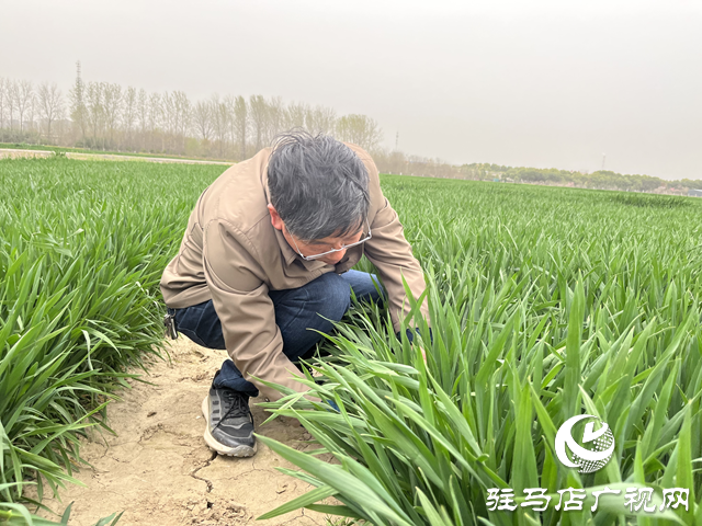 寒潮來(lái)襲小麥如何保暖？駐馬店農(nóng)科專(zhuān)家支招科學(xué)應(yīng)對(duì)