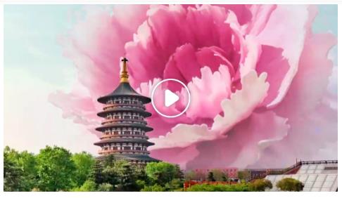 第42屆中國(guó)洛陽牡丹文化節(jié)【沉浸賞花篇】