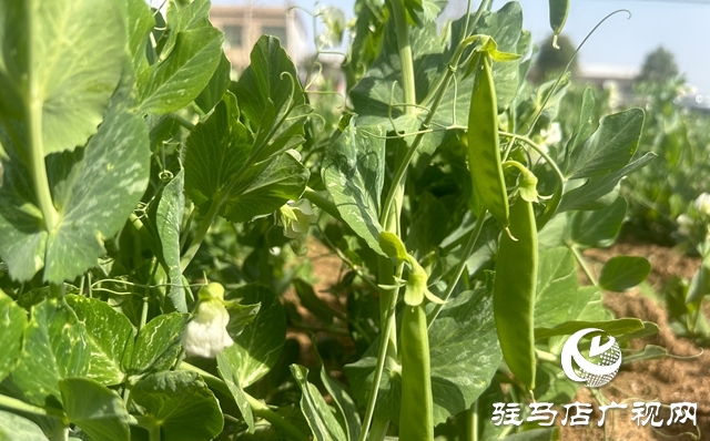 泌陽縣郭集鎮(zhèn)：3萬畝豌豆即將迎來采摘豐收季
